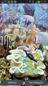 The real aquarium - Live Wallpaper