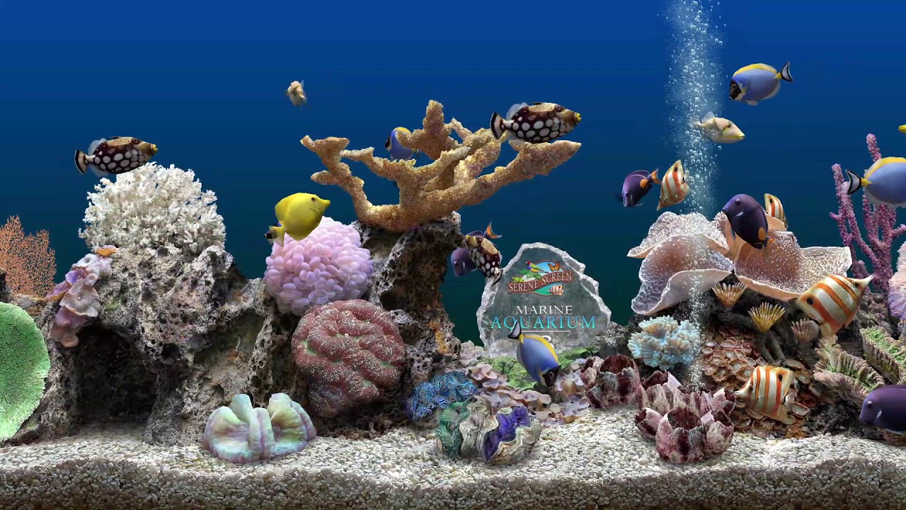 marine aquarium screensaver crack