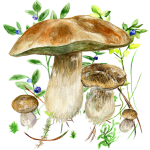 Mushrooms app MOD APK 72 (Unlocked) Pic