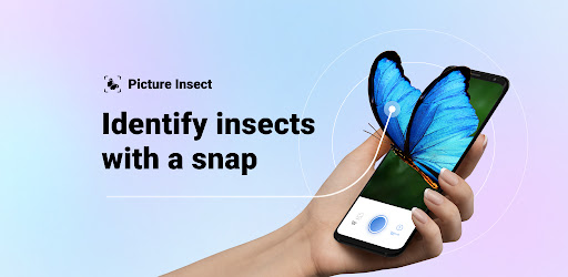 Picture Insect & Spider ID 2.8.6 (Premium)