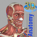 3D Anatomy MOD APK 6.2 (Patched)