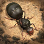 The Ants: Underground Kingdom MOD APK v3.12.0