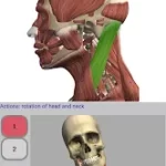 Visual Anatomy 2 MOD APK 4.0 build 44 (Paid)