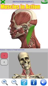 Visual Anatomy 2 MOD APK 4.0 build 44 (Paid) Pic