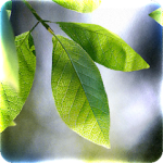 Fresh LeavesFresh Leaves 1.9.6 (Paid) Pic